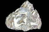 Hoploscaphites Ammonite & Clam Cluster- South Dakota #73846-1